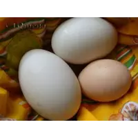 Органические яйца гусиные, Полесье-Инвест, 10 шт